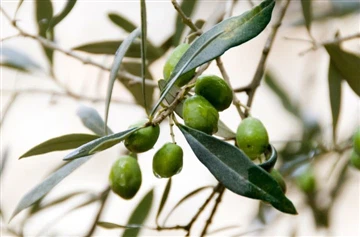 10. februarja je bilo na Irsko poslanih 200 kg hidroksitirozola.